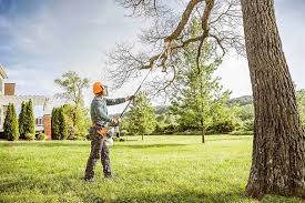 Best Tree Health Inspection  in Yoakum, TX