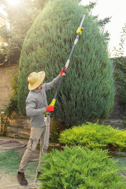 How Our Tree Care Process Works  in  Yoakum, TX