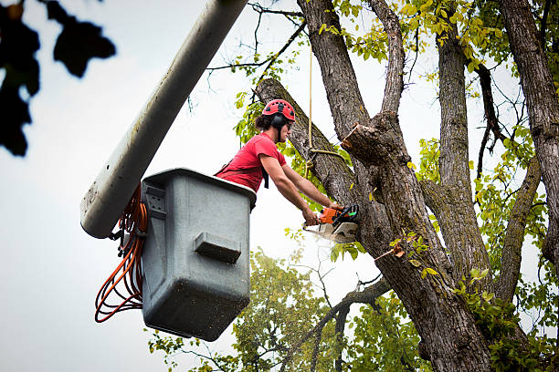  Yoakum, TX Tree Services Pros