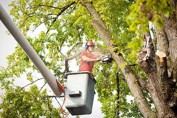 Professional Tree Services in Yoakum, TX